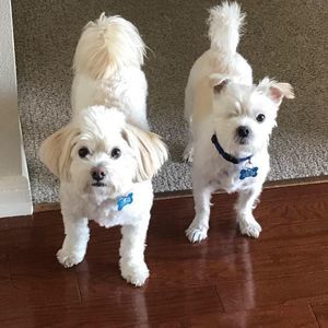 Meet your Posher, Don